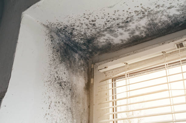 Affordable Mold Cleanup solutions in Petersburg, PA